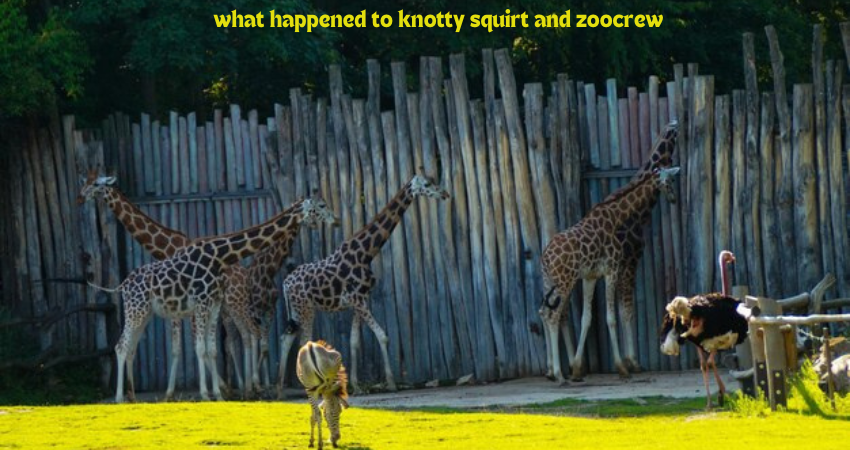 what happened to knotty squirt and zoocrew
